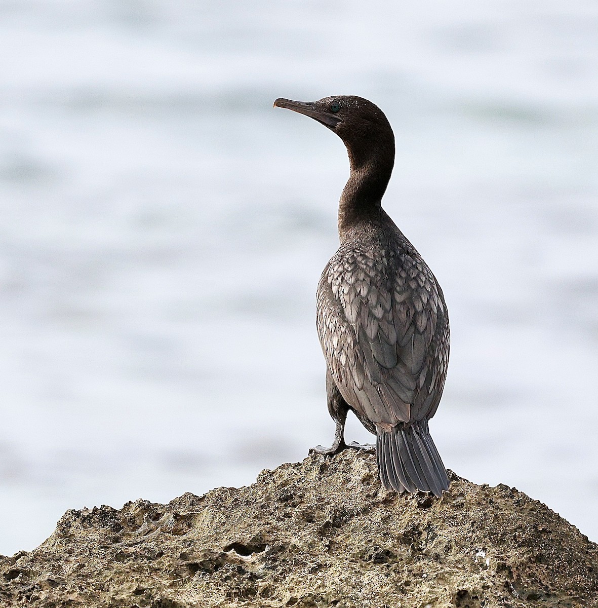 Little Black Cormorant - ML642901297