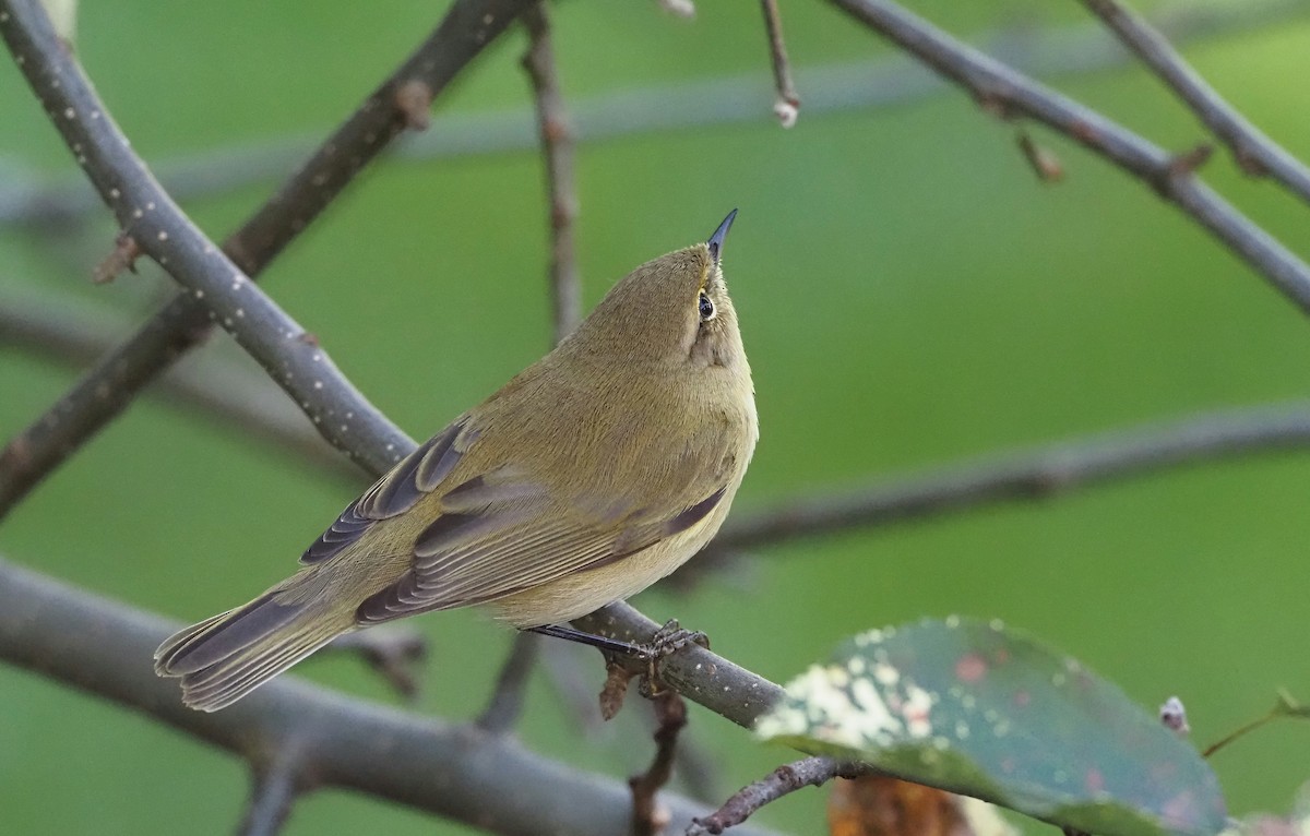 Common Chiffchaff - ML642901298