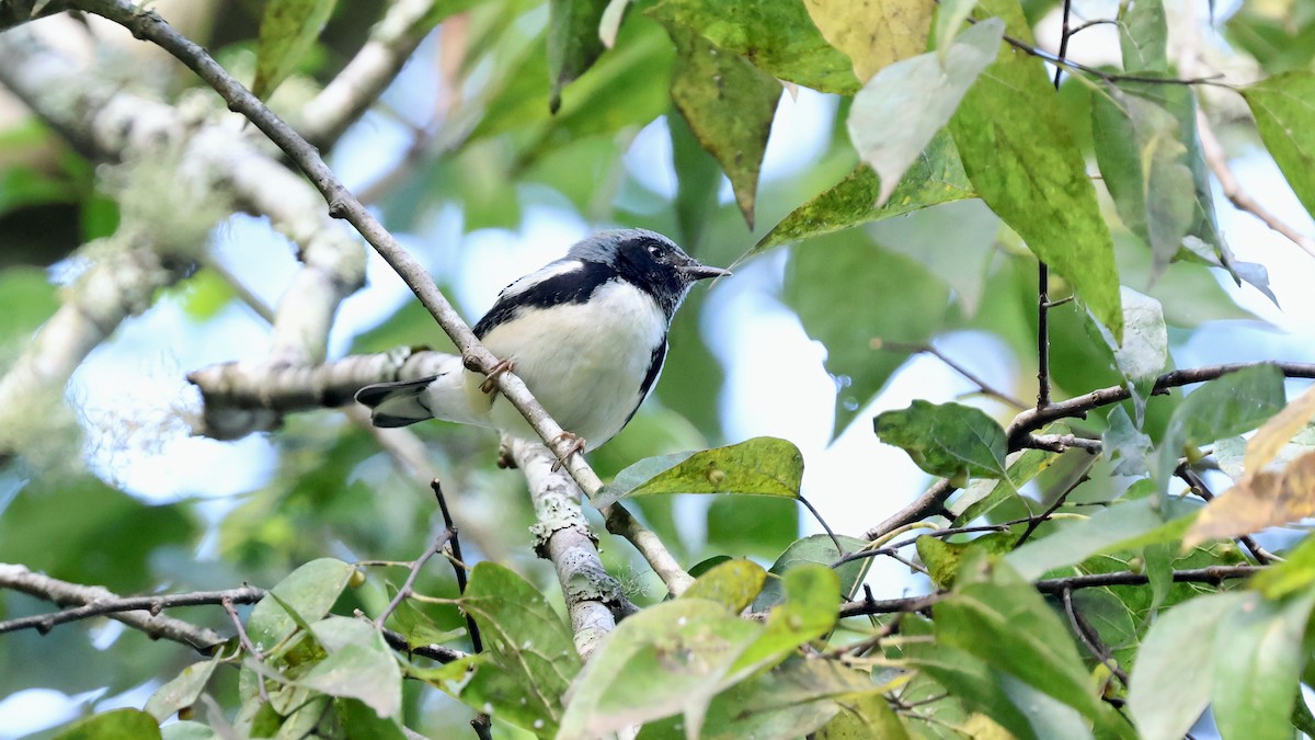 Black-throated Blue Warbler - ML642901300