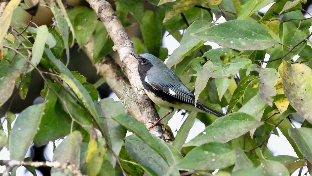 Black-throated Blue Warbler - ML642901302