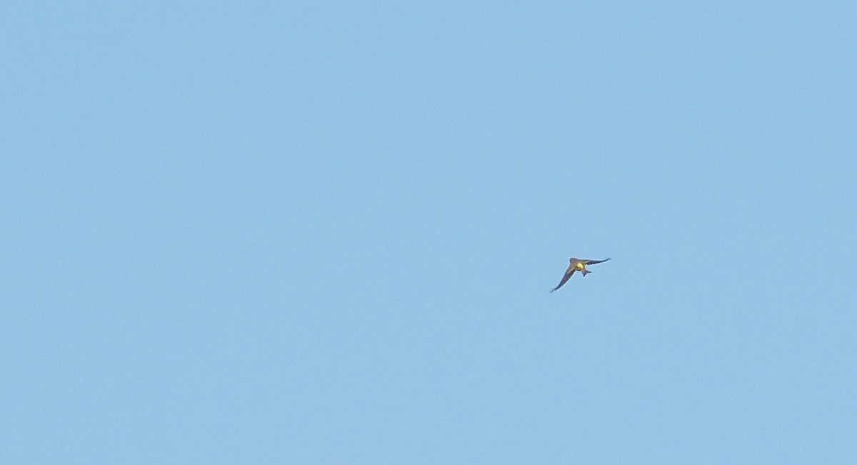 European Serin - ML642901303