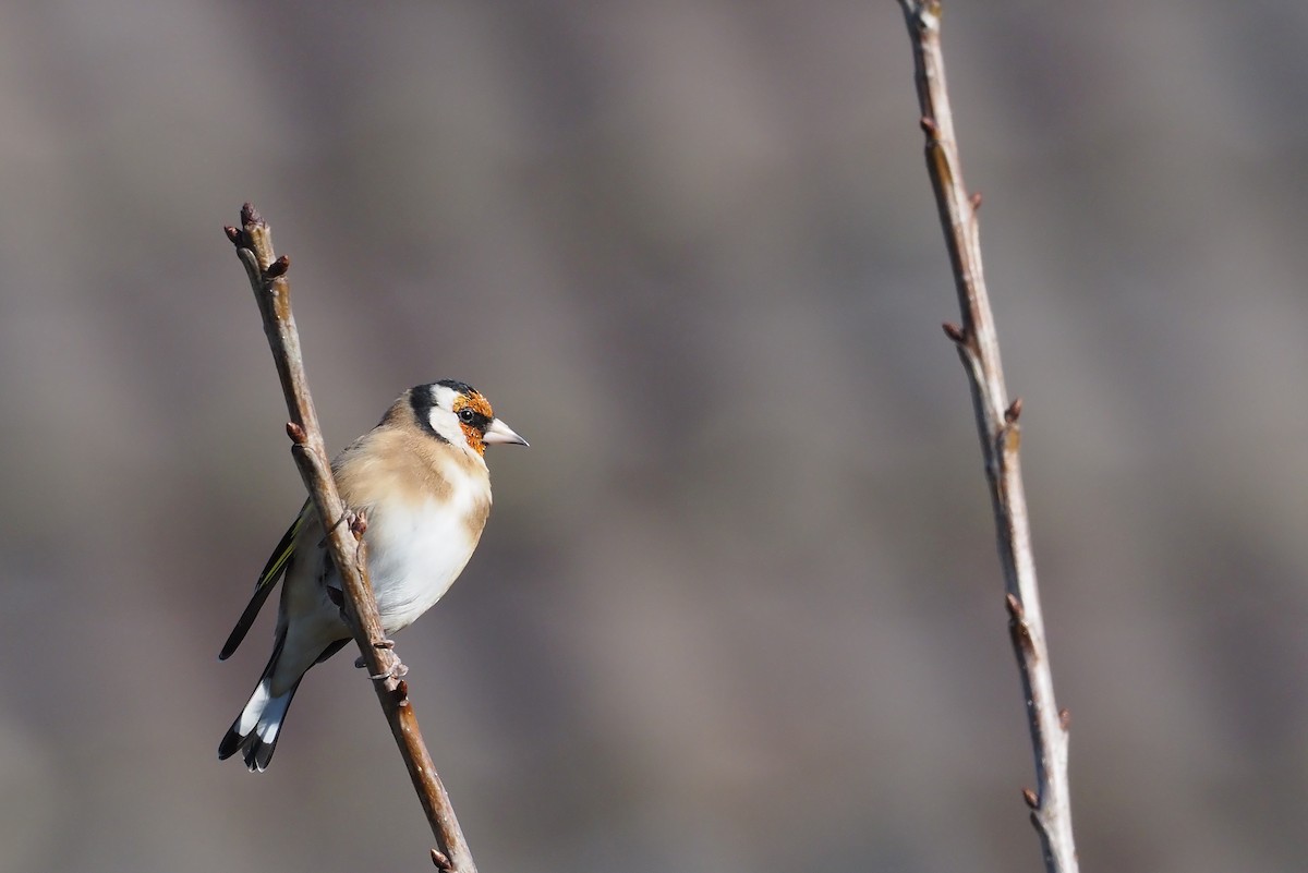 European Goldfinch - ML642901304