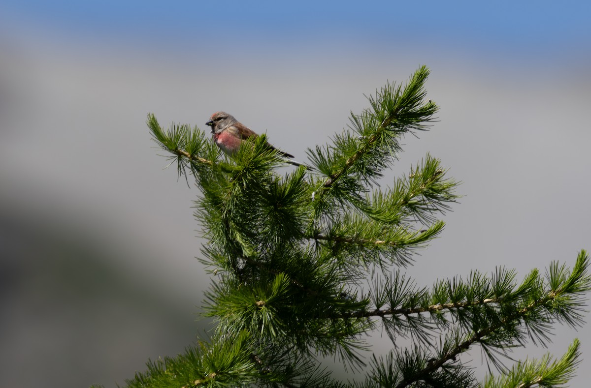Eurasian Linnet - ML642901305