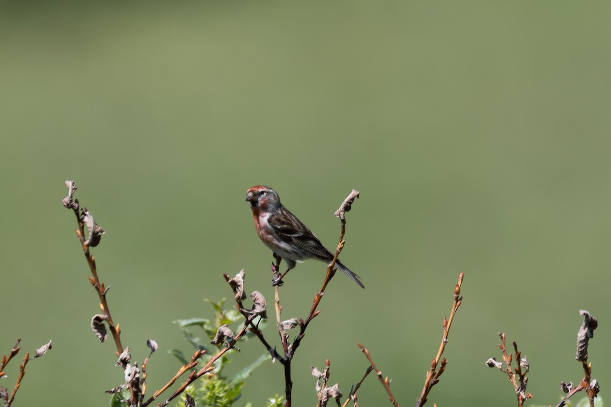 Redpoll (Lesser) - ML642901307