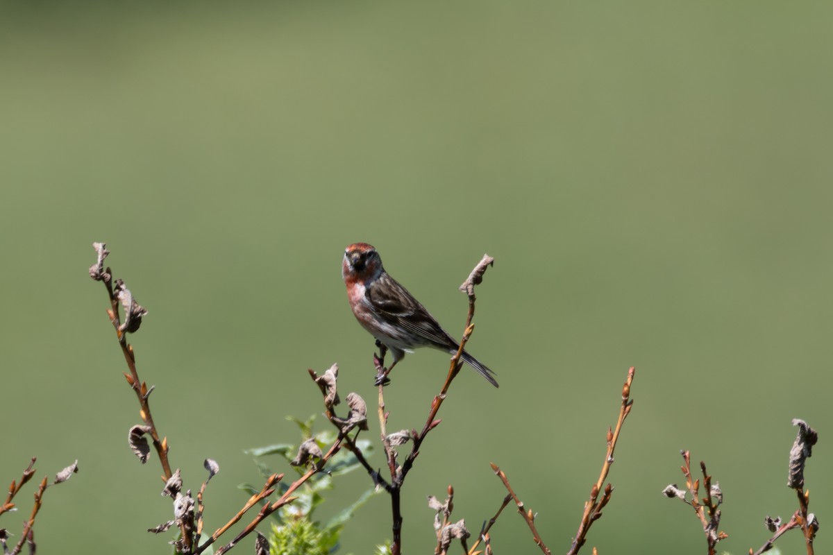 Redpoll (Lesser) - ML642901308