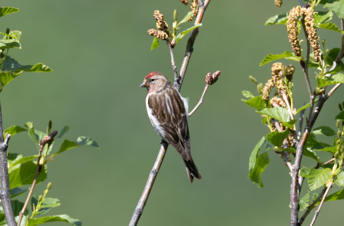 Redpoll (Lesser) - ML642901309