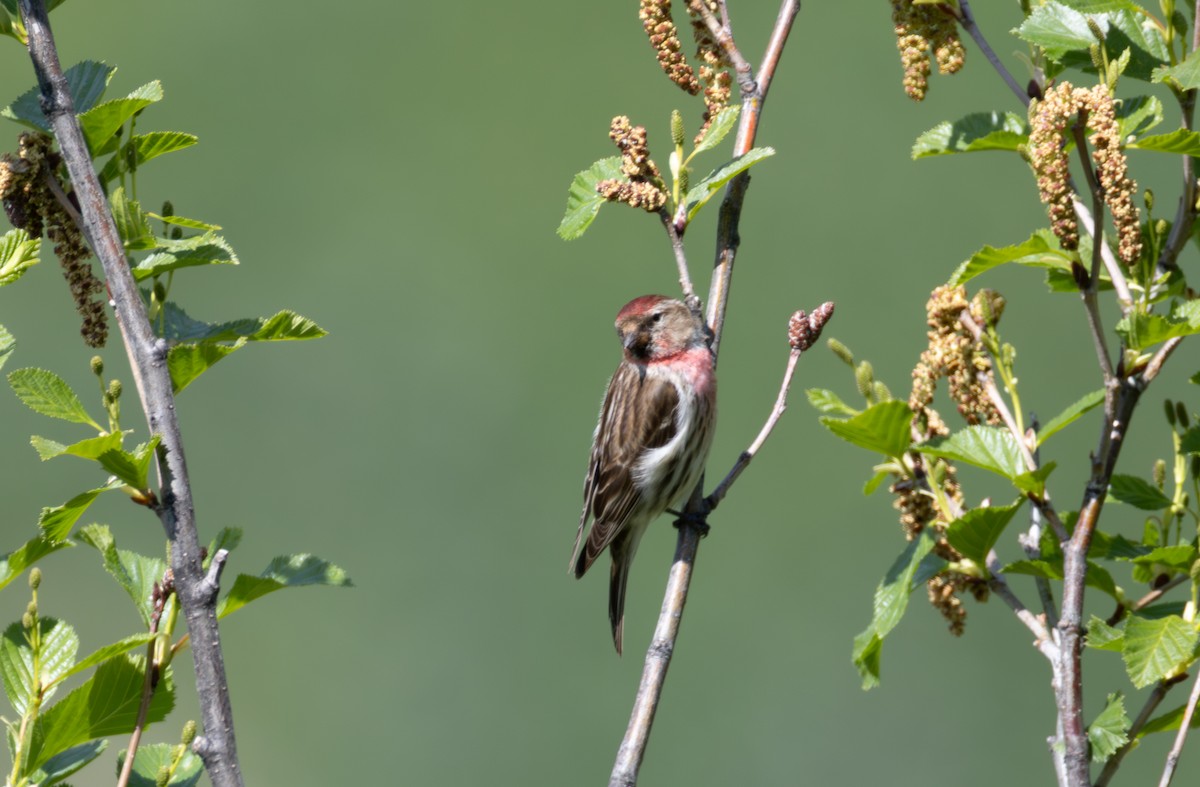Redpoll (Lesser) - ML642901310