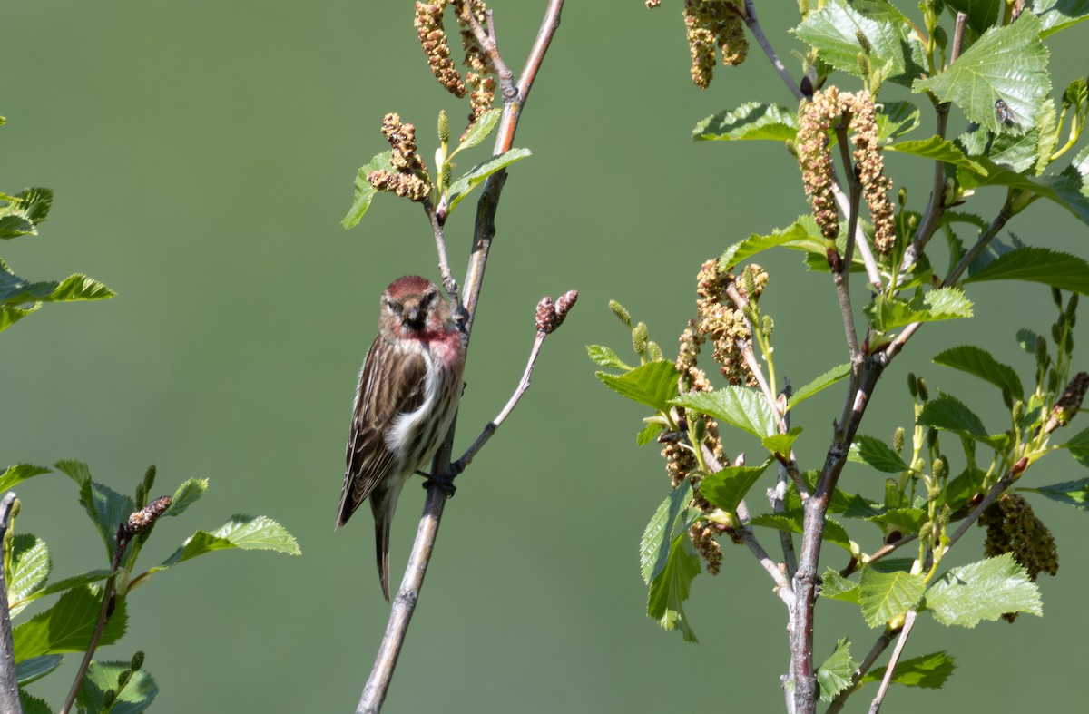 Redpoll (Lesser) - ML642901311