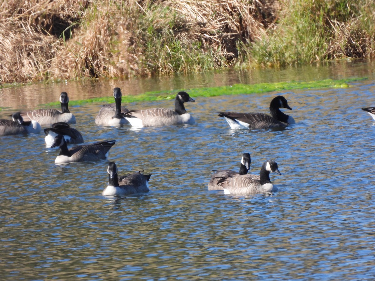 Canada Goose - ML642901313