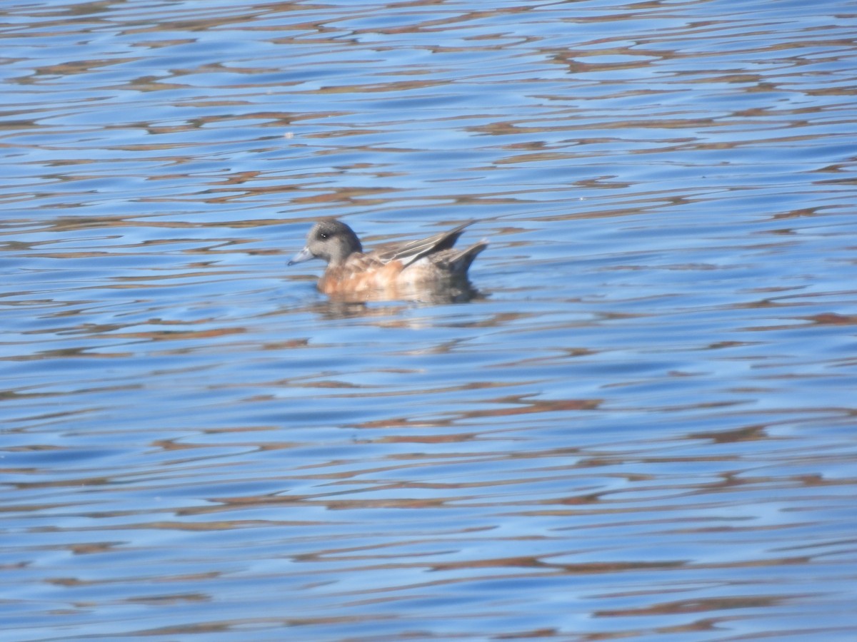 American Wigeon - ML642901314