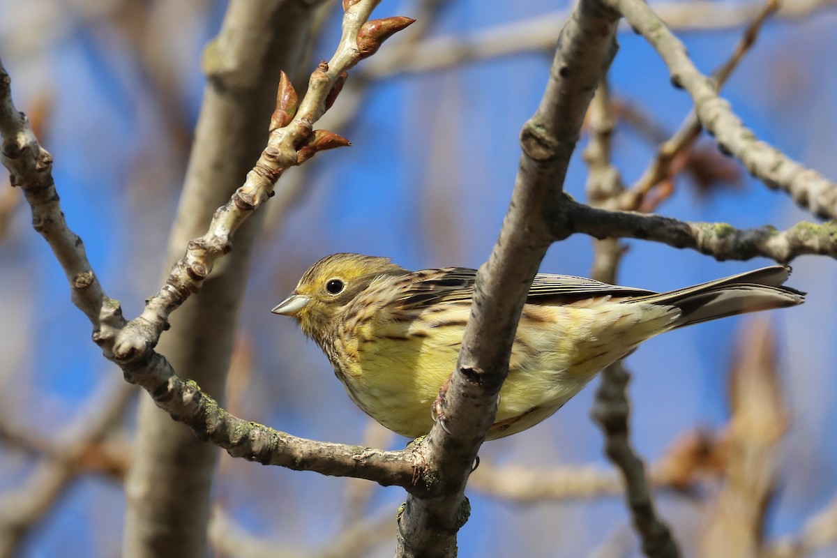 Yellowhammer - ML642901316
