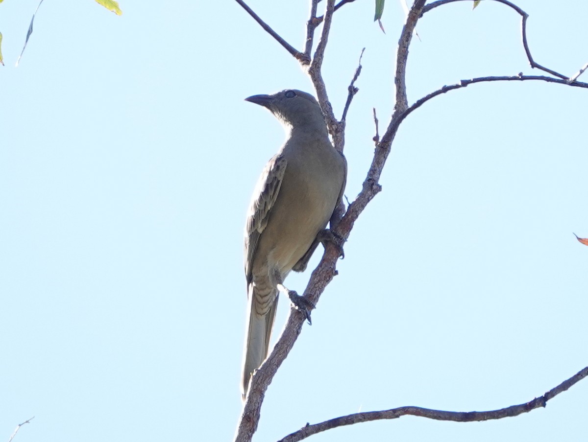 Great Bowerbird - ML642901317