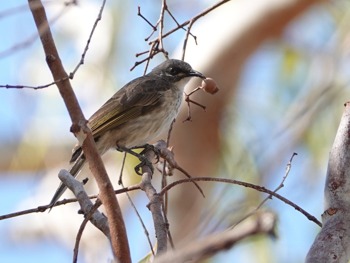 White-lined Honeyeater - ML642901319