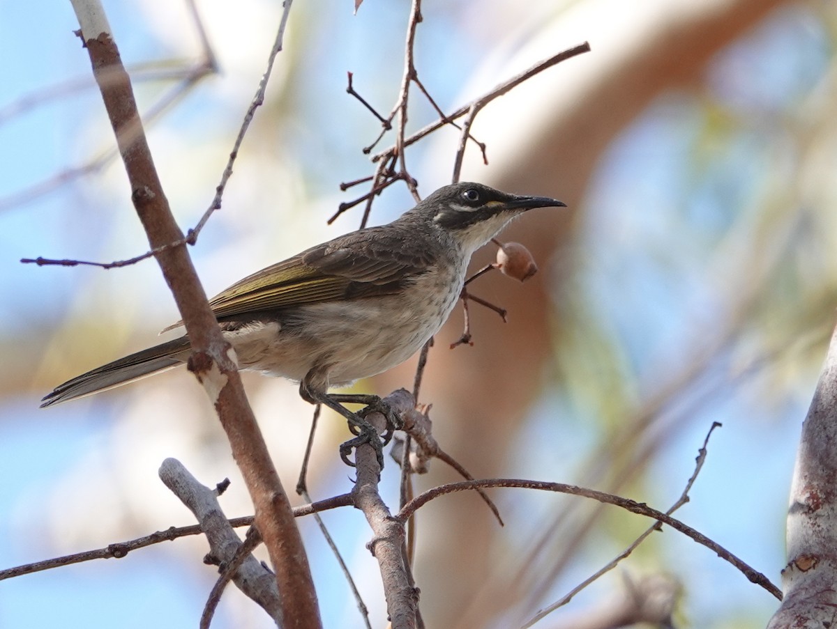 White-lined Honeyeater - ML642901320