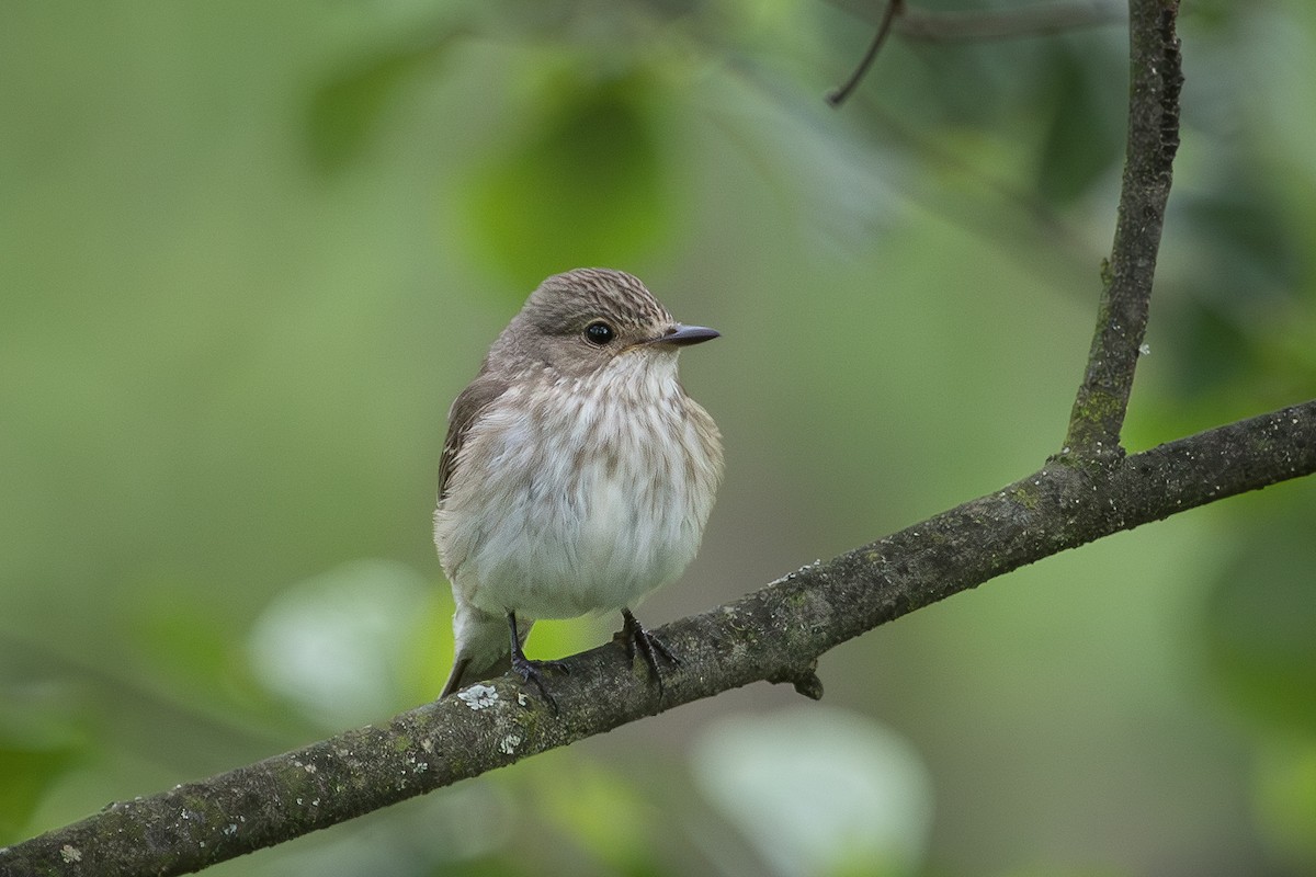 Spotted Flycatcher - ML642901322