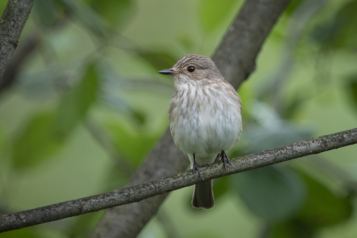 Spotted Flycatcher - ML642901323