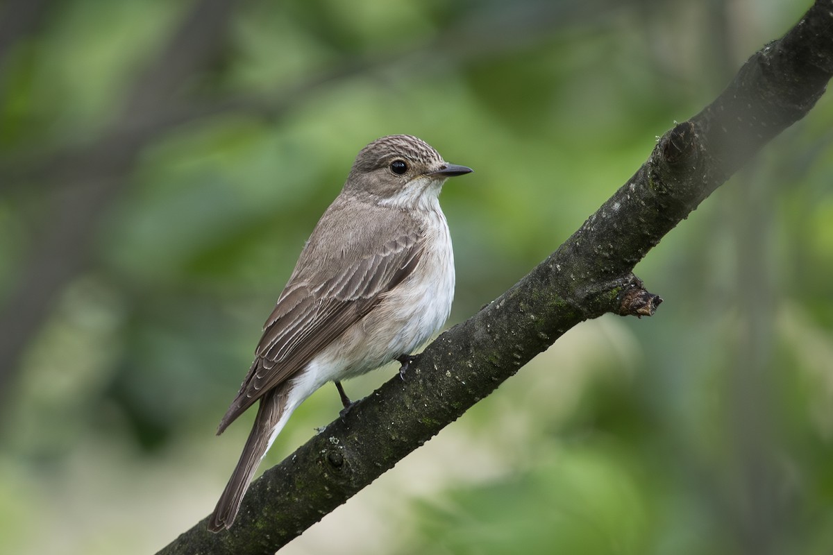 Spotted Flycatcher - ML642901324