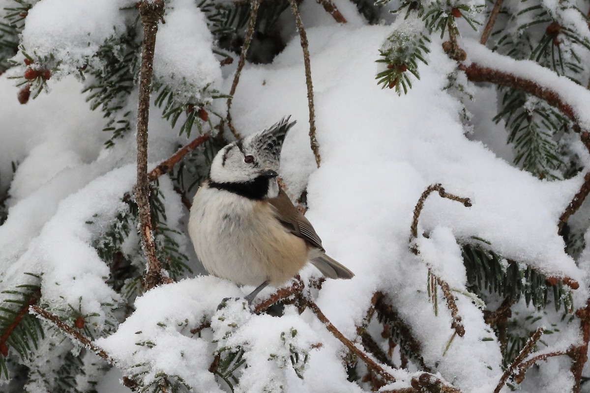 Crested Tit - ML642901325
