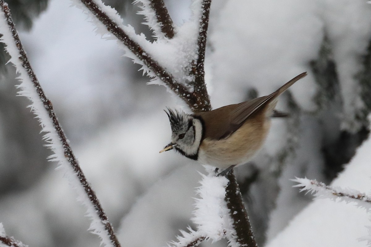 Crested Tit - ML642901326