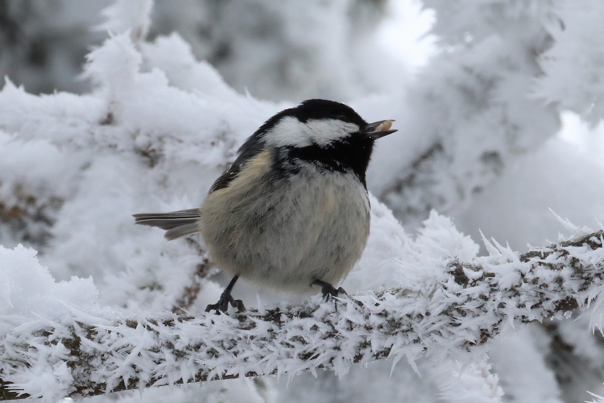 Coal Tit - ML642901327