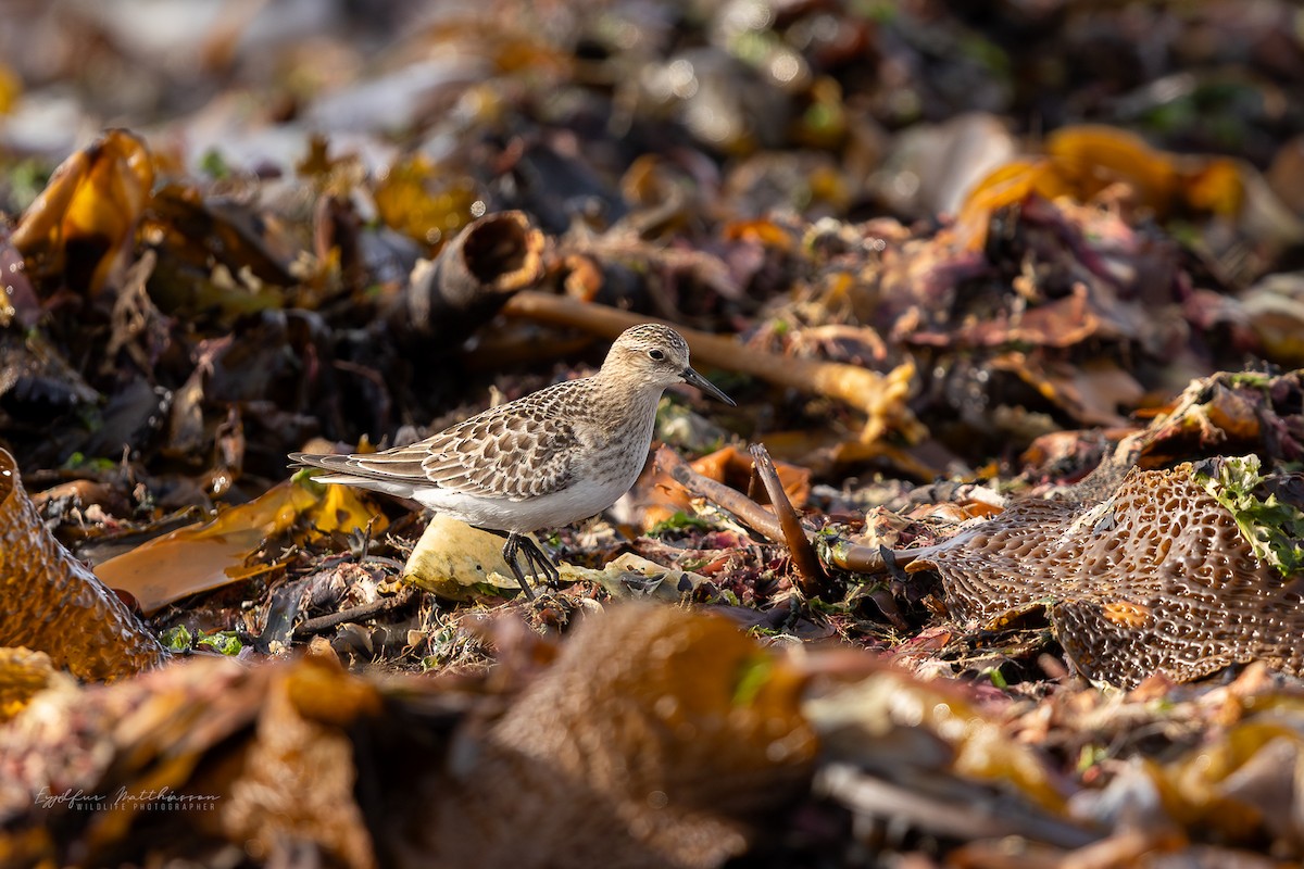 Baird's Sandpiper - ML642901329