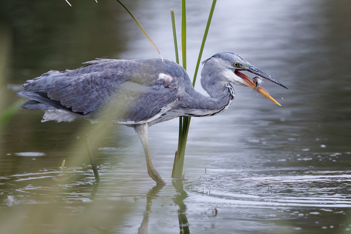 Gray Heron - ML642901332