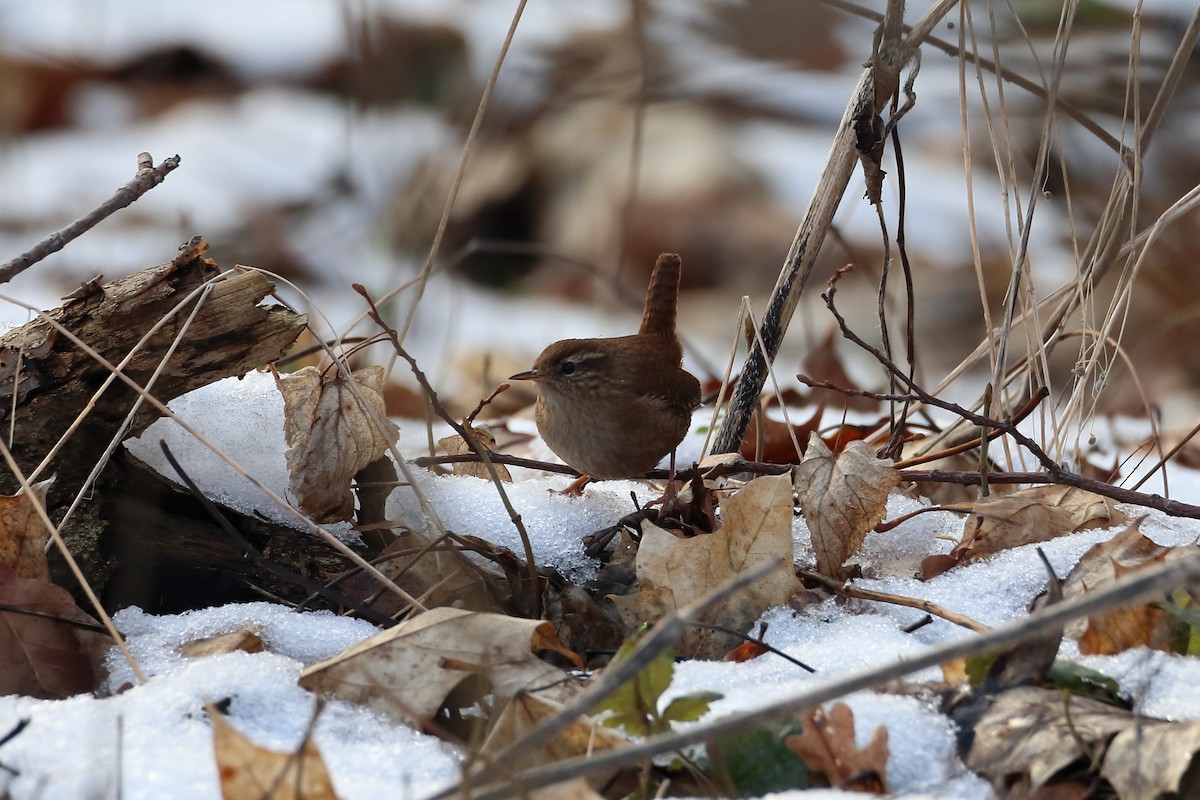 Eurasian Wren - ML642901337