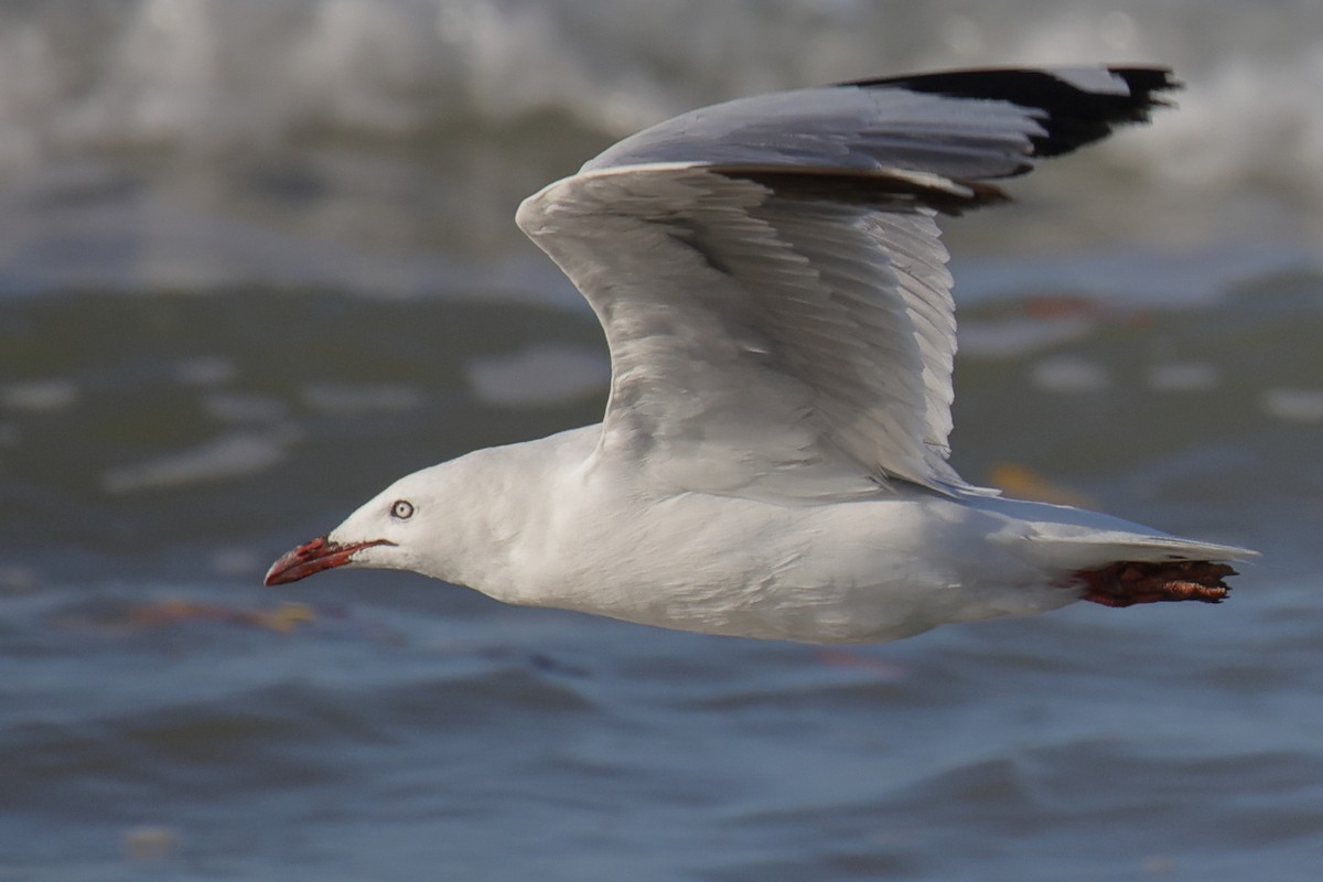 Mouette argentée - ML642901348