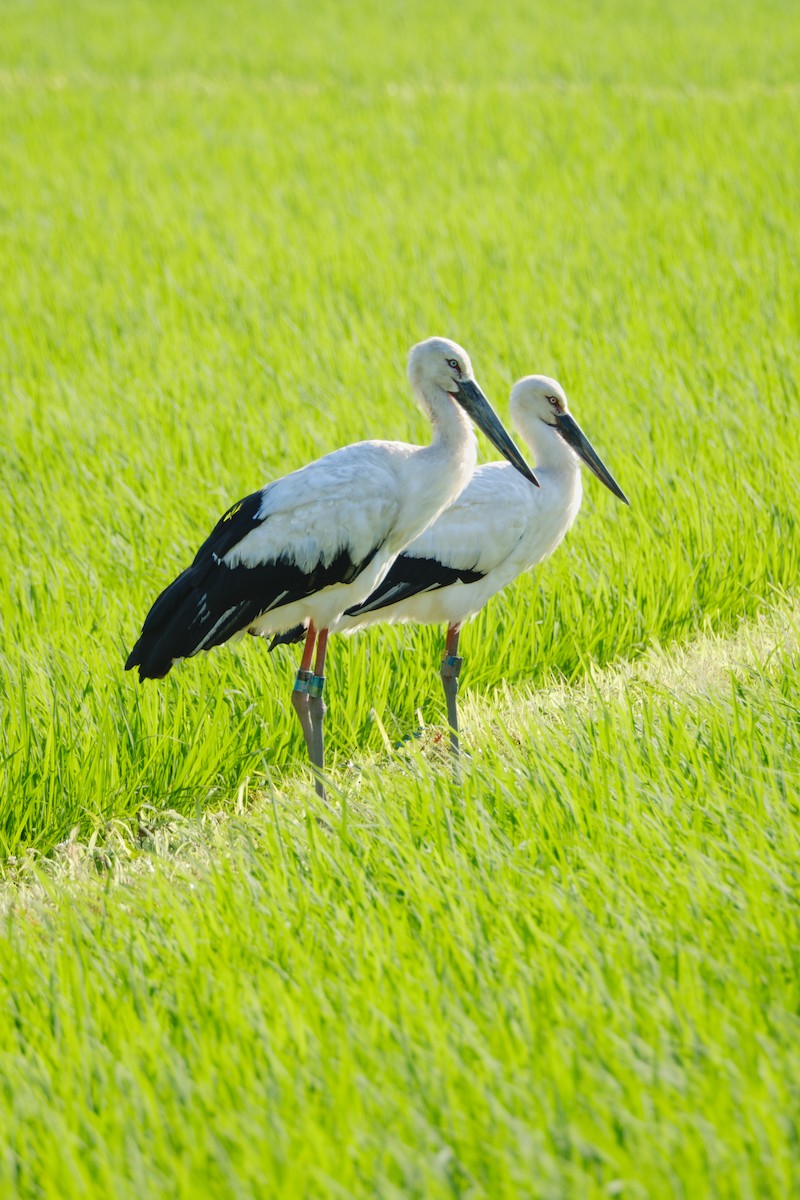 Cigogne orientale - ML642901357
