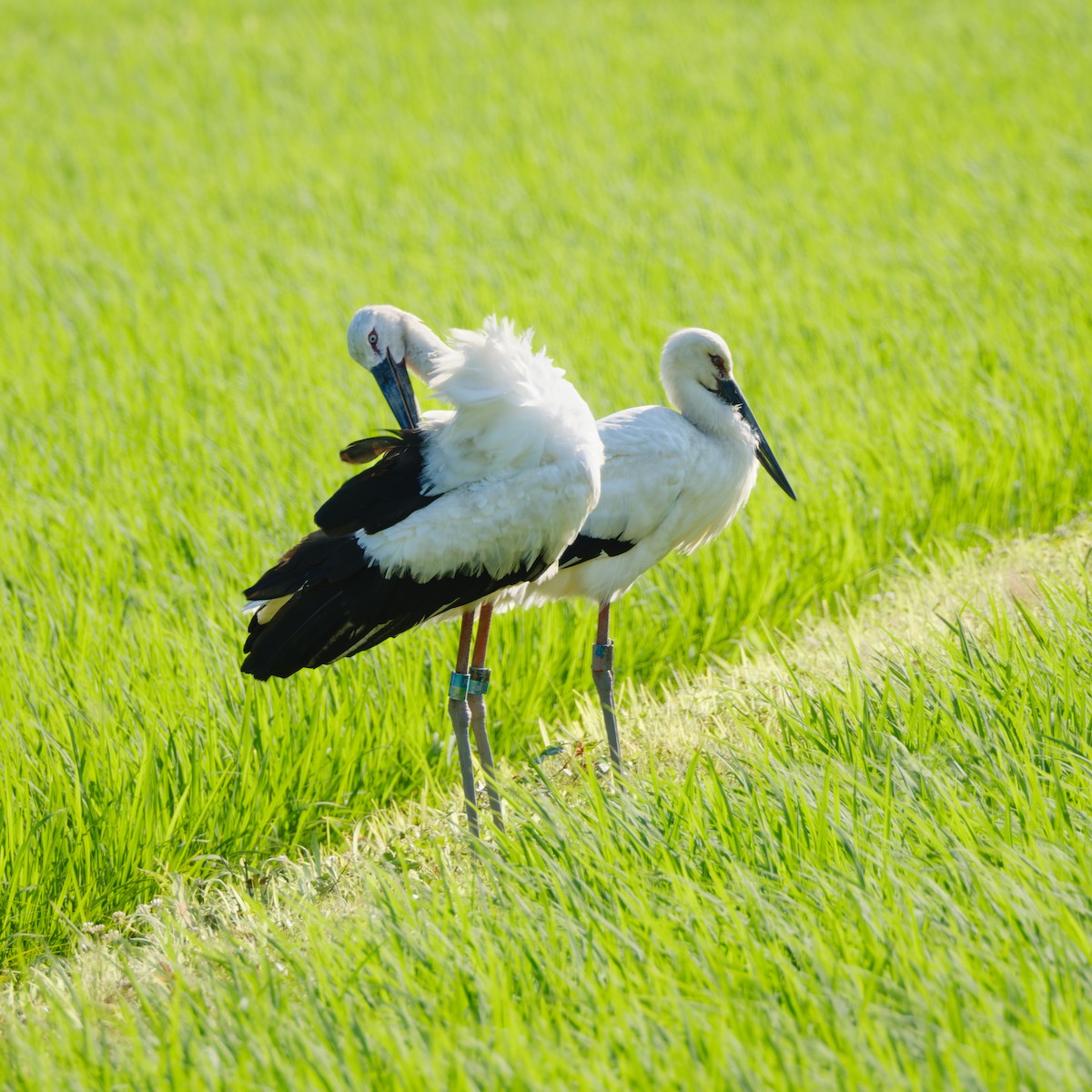 Cigogne orientale - ML642901358