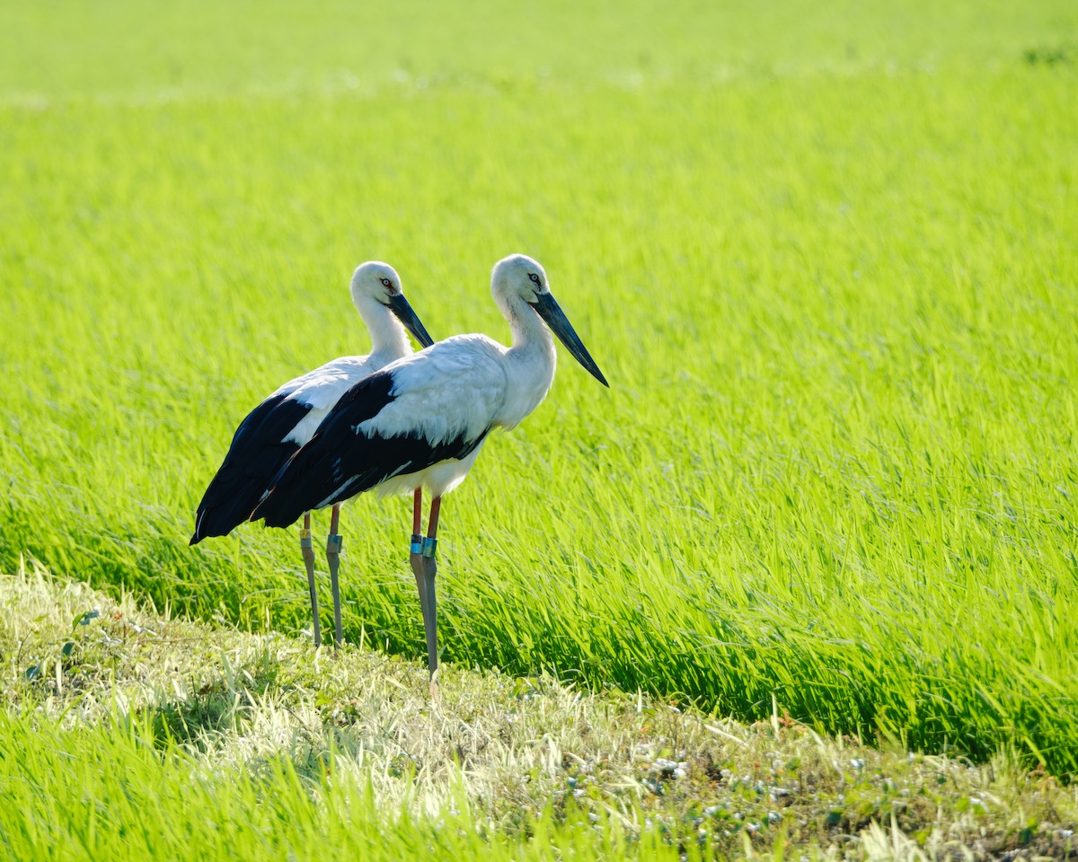 Cigogne orientale - ML642901359