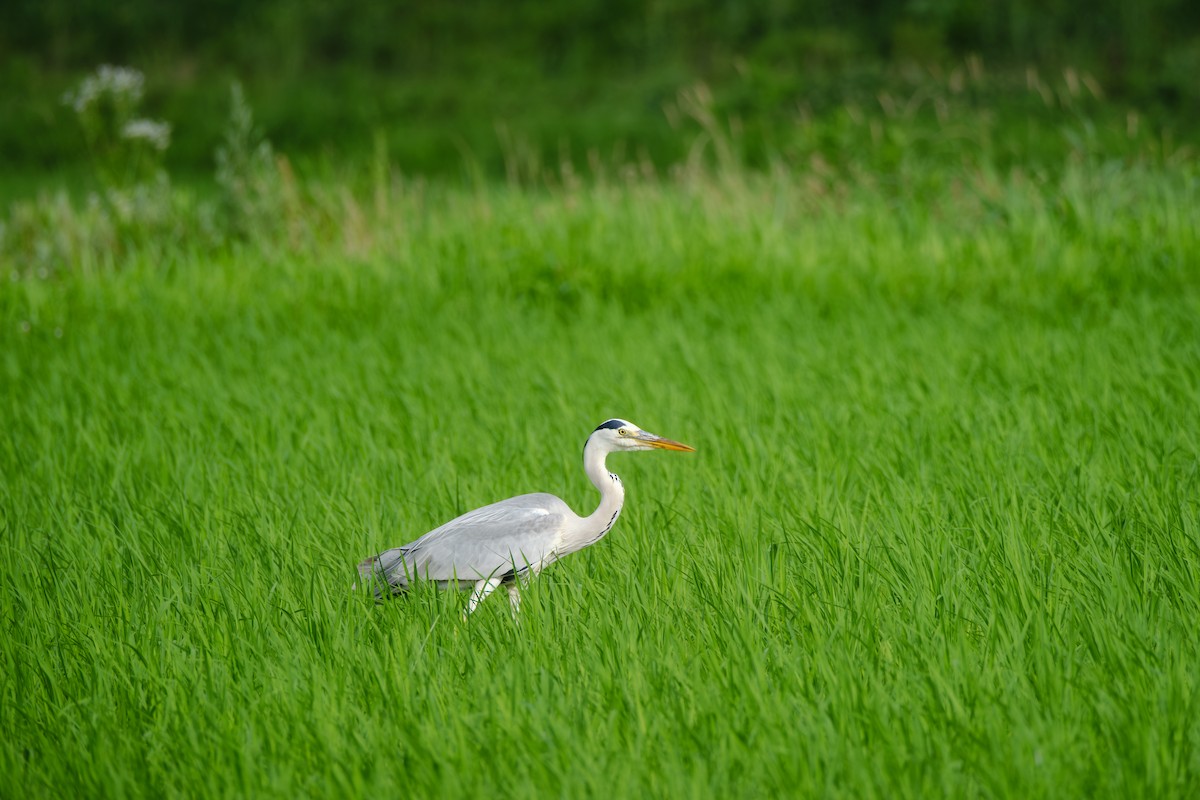 Gray Heron - ML642901361