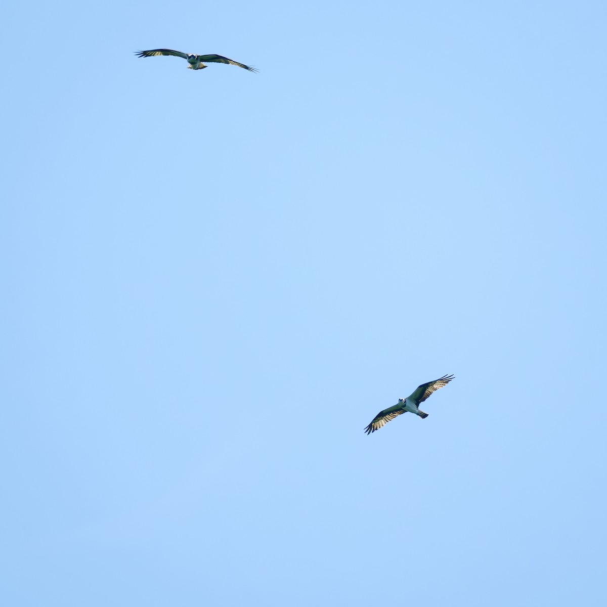 Balbuzard pêcheur - ML642901362