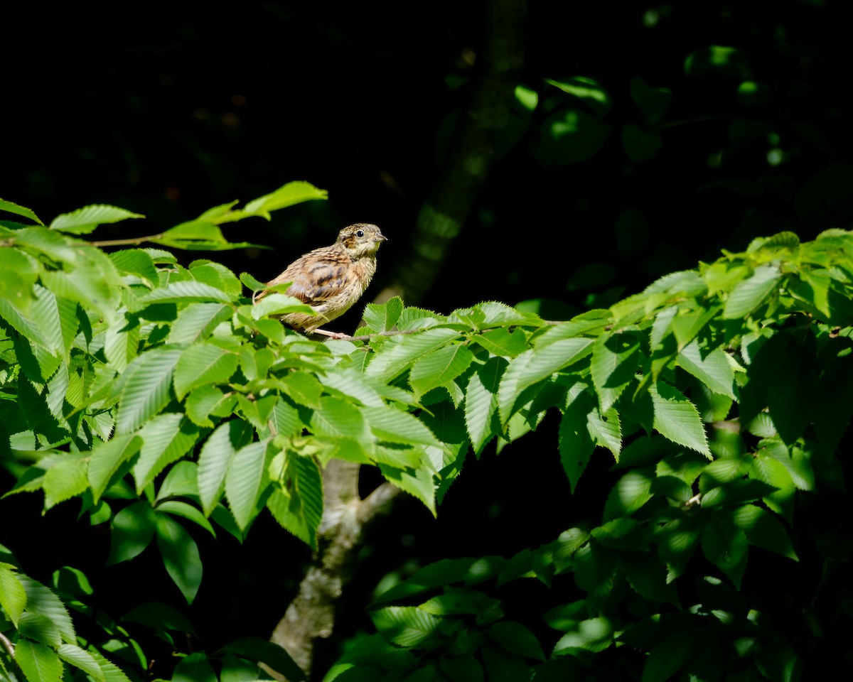 Meadow Bunting - ML642901367