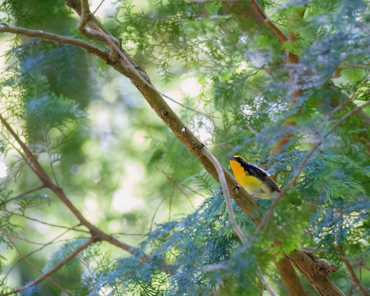 Narcissus Flycatcher - ML642901376