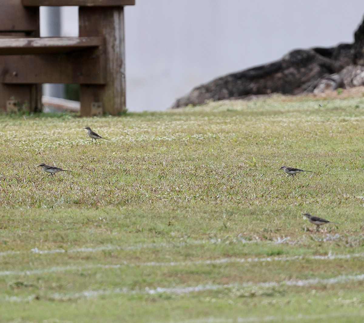 Eastern Yellow Wagtail - ML642901378