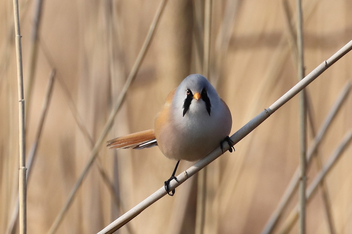 Bearded Reedling - ML642901380