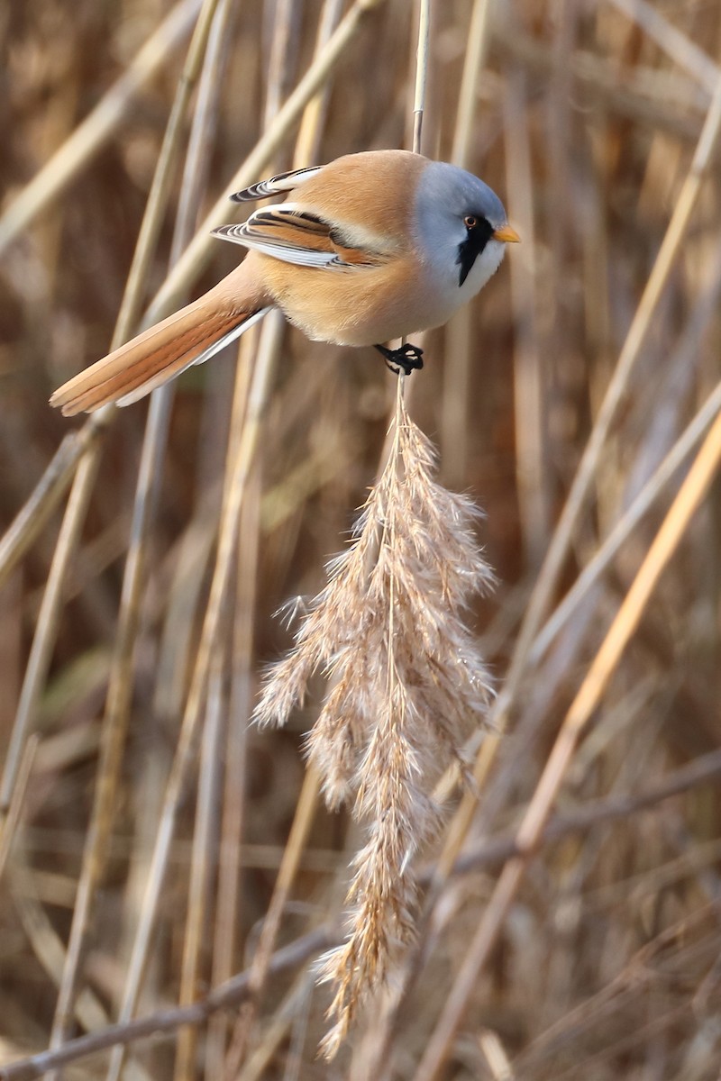 Bearded Reedling - ML642901381