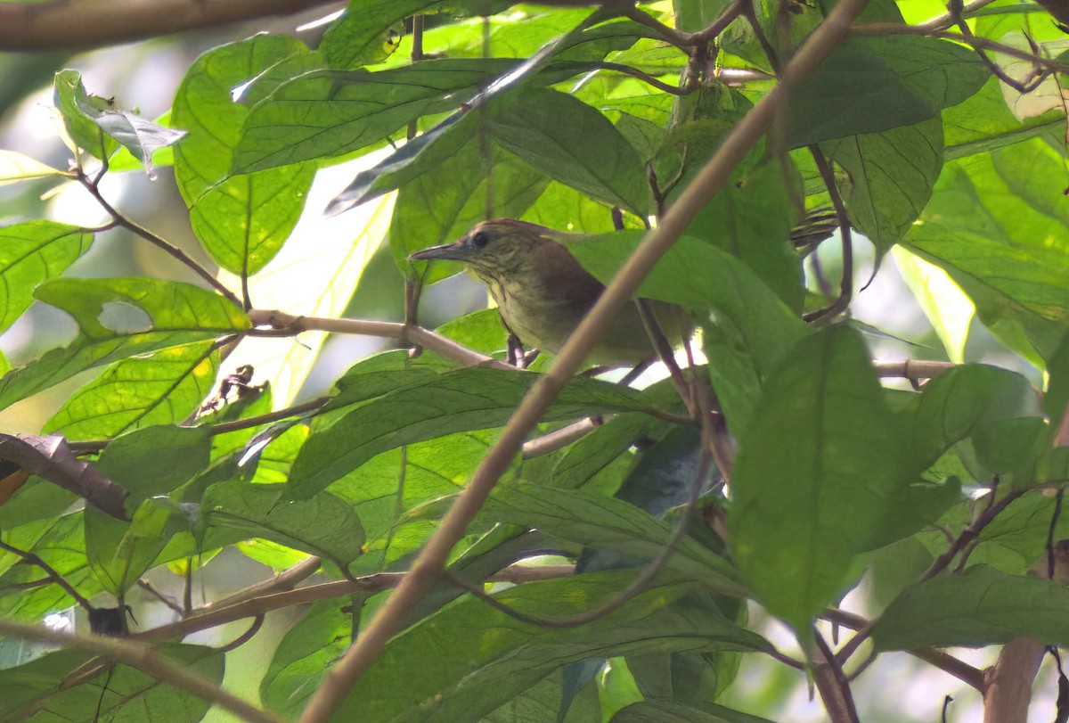 Pin-striped Tit-Babbler - ML642901382