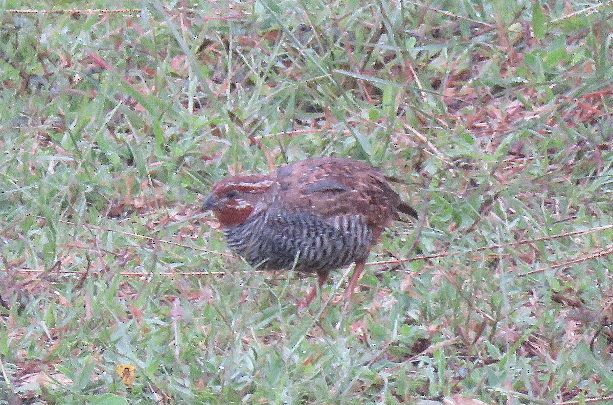 Jungle Bush-Quail - ML642901386