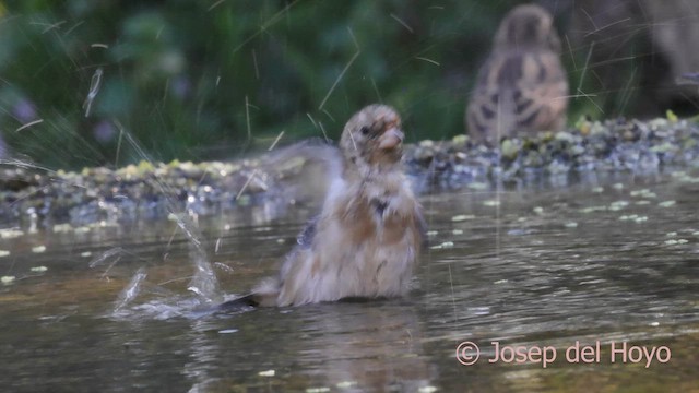 European Goldfinch - ML642901388