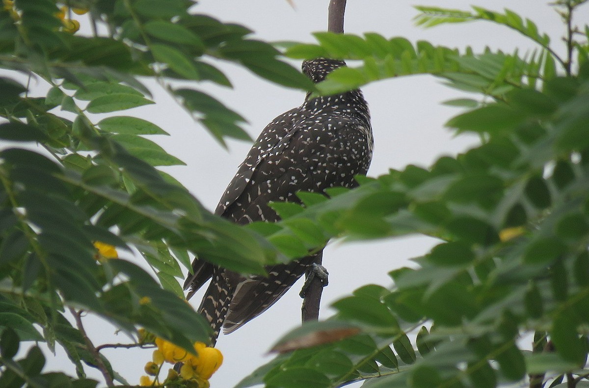 Asian Koel - ML642901390