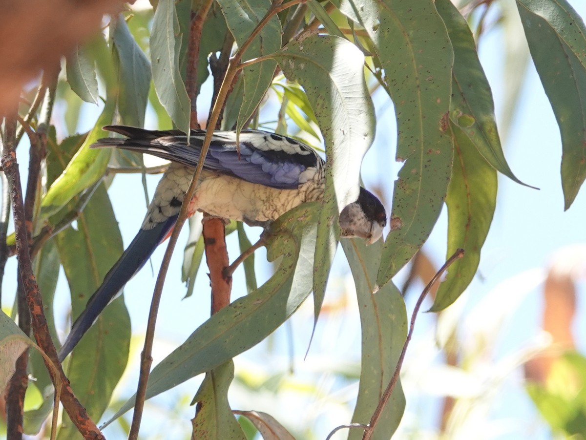 Northern Rosella - ML642901394