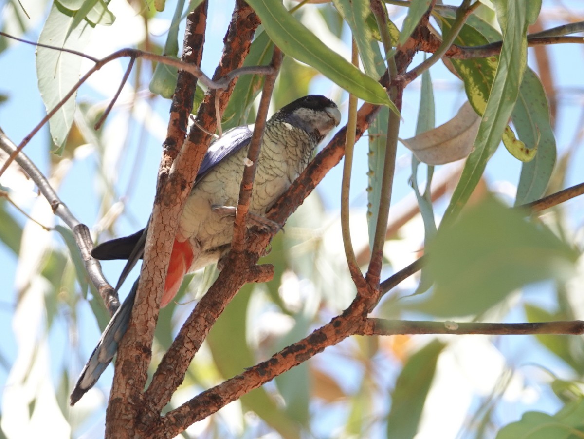 Northern Rosella - ML642901395