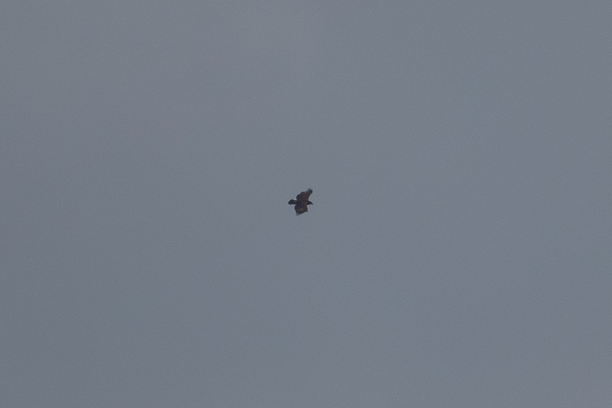 Greater Spotted Eagle - ML642901397