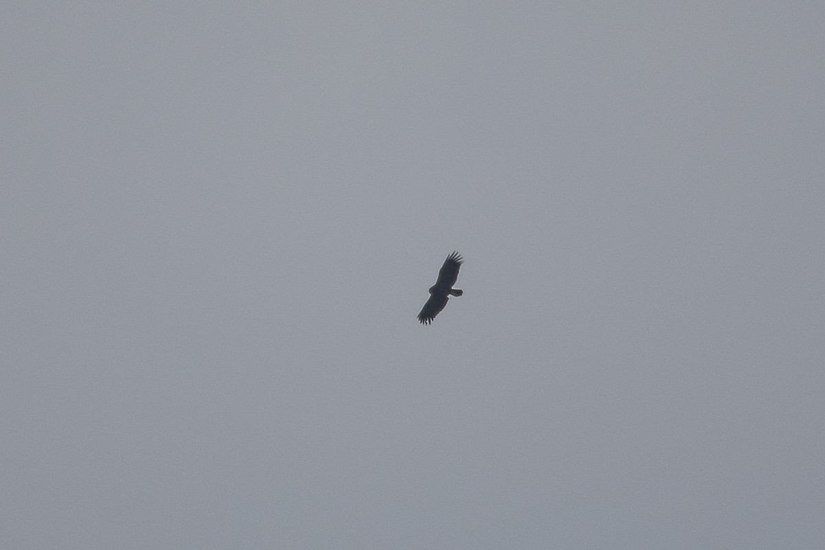 Greater Spotted Eagle - ML642901398