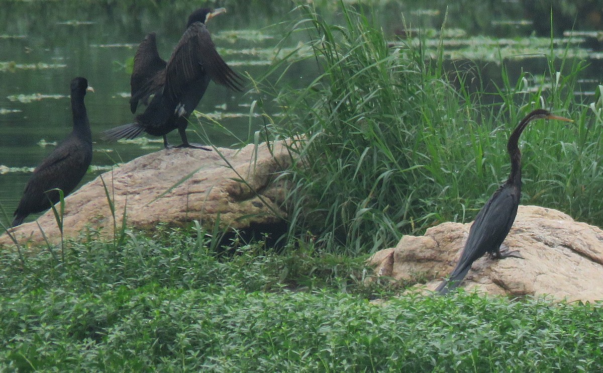 Oriental Darter - ML642901400