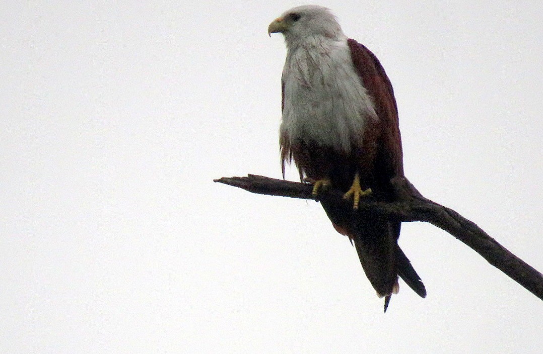 Brahminy Kite - ML642901421