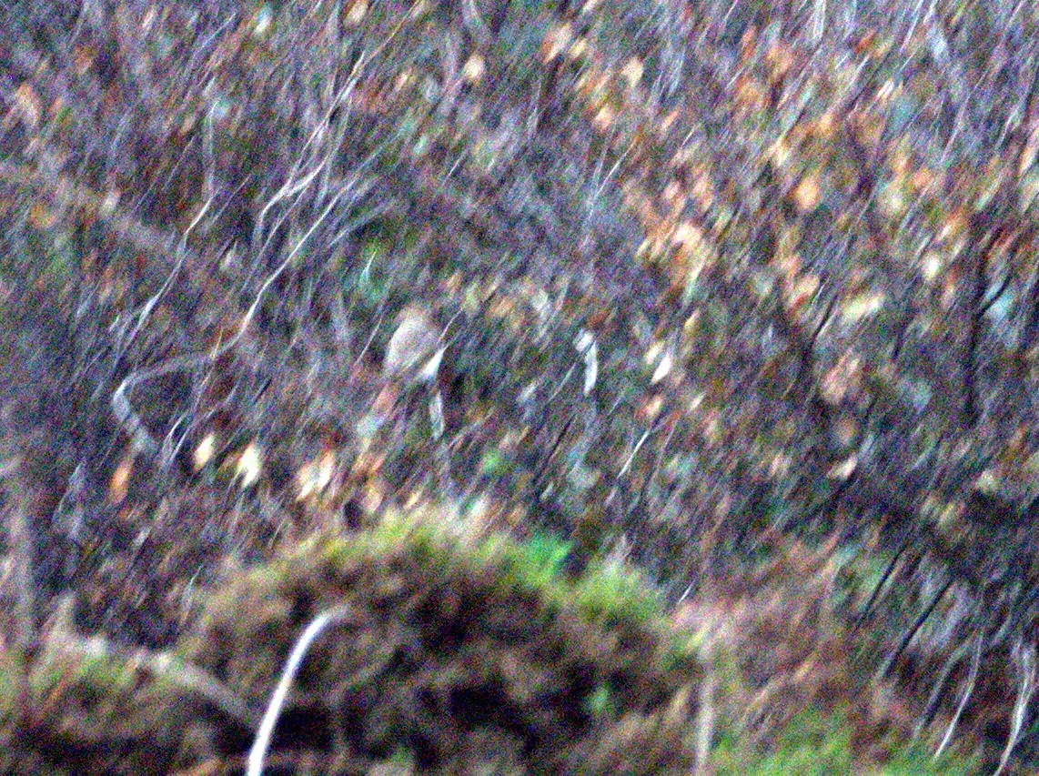 Red-tailed Shrike - ML642901422