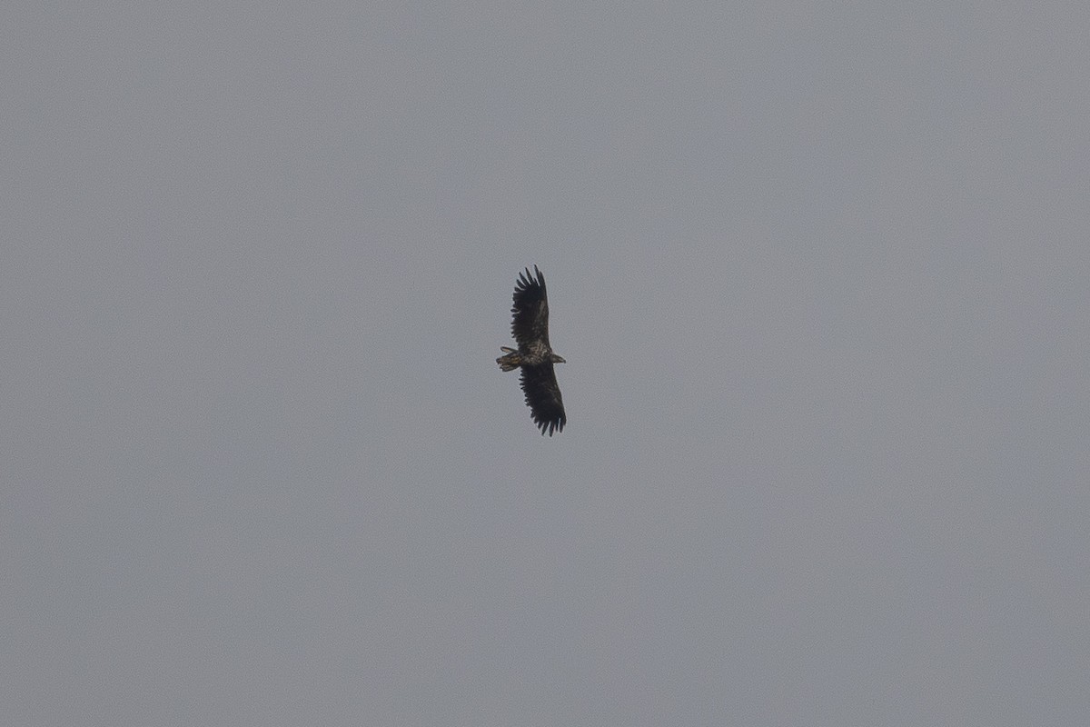 White-tailed Eagle - ML642901423